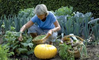 Plánování zeleninové zahrady - příprava na výsadbu zeleniny na záhony