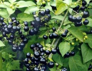 Витамин sunberry: описание, свойства, рецепти