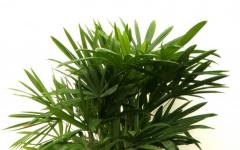 Growing indoor palm
