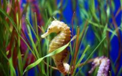 Морской конек: строение и среда обитания животного