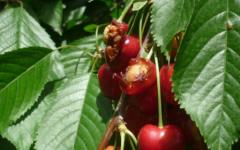 To save the cherry harvest, we learn to protect it from birds