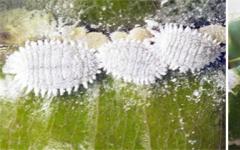 Mealybug on indoor plants: how to fight