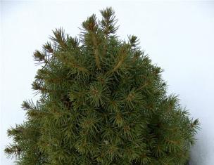 Prickly blue spruce: planting and care, photo, description, varieties Canadian spruce description and care