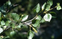 Birch: medicinal properties Birch leaves gf