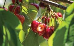 How to scare birds away from cherries: features, effective methods and recommendations