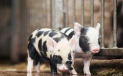About castration of Vietnamese piglets