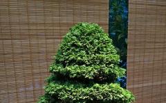 Exhibition of Japanese bonsai in