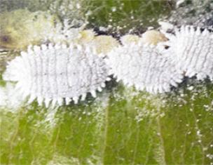 Mealybug on indoor plants: how to fight