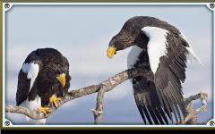 Самые большие птицы в мире