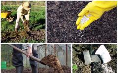 How to make the soil fertile: useful tips