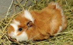 Abyssinian guinea pig (Rosetten guinea pig) Abyssinian guinea pig