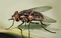 How to get rid of flies in winter in a country house Fly in winter, why