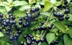 Витамин sunberry: описание, свойства, рецепти