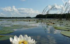Water lilies or water lilies in your garden