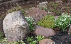 Making a rockery with your own hands