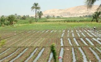 الزراعة ونشوء الحضارة ظهور الزراعة المروية في وادي نهر الفرات