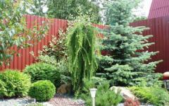 Decorative shrubs for summer cottages, photos and names - which ones to choose What shrubs do you know