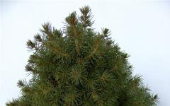 Prickly blue spruce: planting and care, photo, description, varieties Canadian spruce description and care
